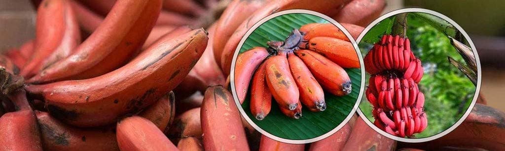 Creative Farmer Live Plant Exotic Fruit Red Banana Garden Essentials Balconies (1 Healthy Live Sweet Tissue Culture Fruit Plant)