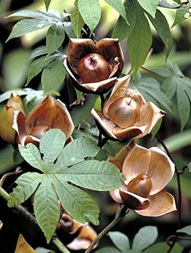 Wood Rose, MERREMIA TUBEROSA Vine Yellow Flower Morning Glory Ipomoea -15 Seeds