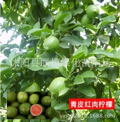 suoryisrty Kaffir Lime Seeds Citrus Aurantifolia Organic Fruit seeds Plant DIY Home Garden