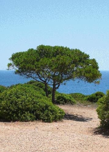 TROPICA - Stone Pine (Pinus pinea) - 6 Seeds - Mediterranean