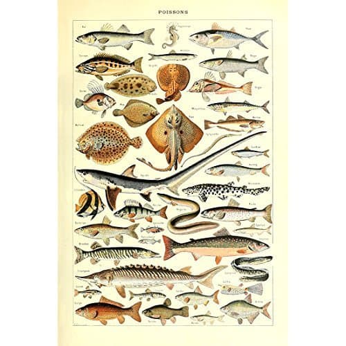 Meishe Art Fishes Poster Print Breeds Species Collection Biology Science Sealife Sea Marine Life Illustration Wall Decor Vintage Chart Identification Reference (15.75'' x 23.62'')