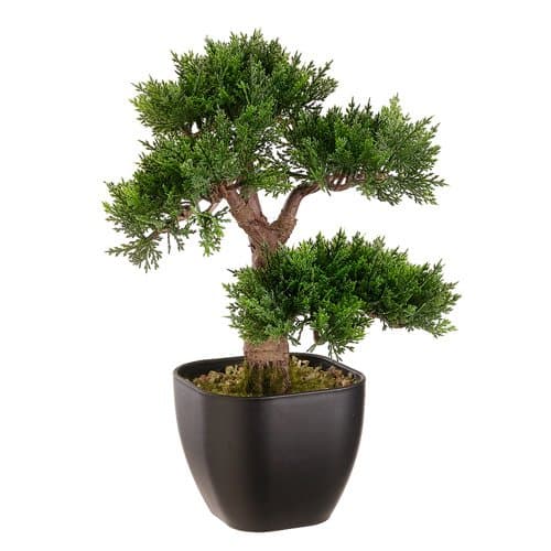 Cedar Bonsai Desk Top Plant in Planter