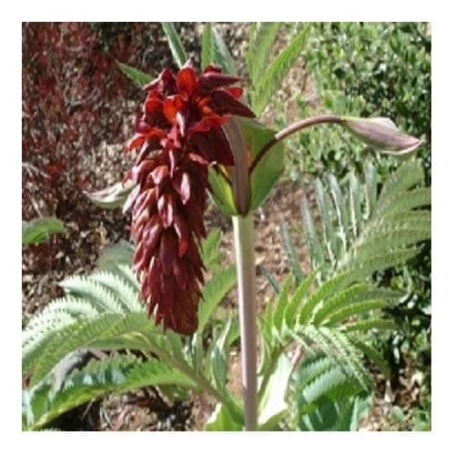 Melianthus major/Honey Bush/Evergreen Shrub/Seeds