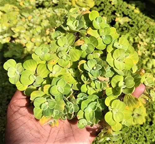 Dwarf Water Lettuce 5+ Live Aquatic Plants | Floating Plants for Ponds, Aquariums | Compact Water Cabbage Plants | Live Aquatic Plants for Natural Filtration
