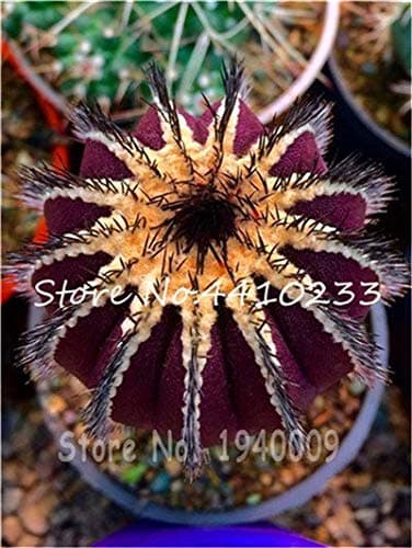 Pasonaseeds - Bonsai - Big Sale!!! 100 Pcs Fresh Cactus Bonsai,Rebutia Variety Flowering Color Cacti Rare Cactus Plant Office Mini Succulent Bonsai Pla - by Pasona - 1 PCs