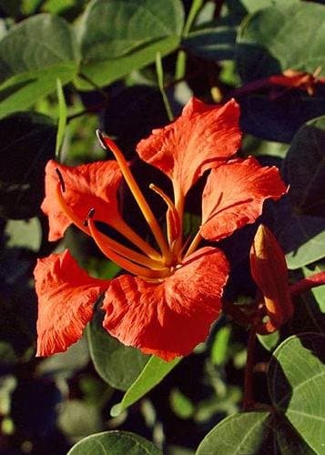 TROPICA - Red Orchid Bush (Bauhinia galpinii) - 10 Seeds - Tropical Magic