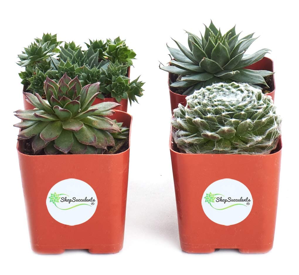 Shop Succulents | Hen and Chicks Collection | Assortment of Hand Selected, Fully Rooted Live Indoor Sempervivum Succulent Plants, 4-Pack, Green