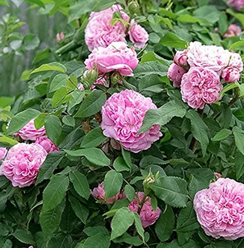 Rosa Jacques Cartier Old English Bush Rose Plant Supplied in a 3 Litre Pot by DirectPlants™
