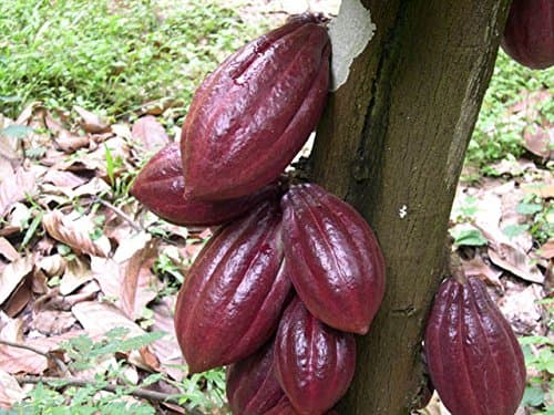Arlo Rare Red Cocoa Theobroma Cacao Fruit Plant (High Yield 1 Live Plant)