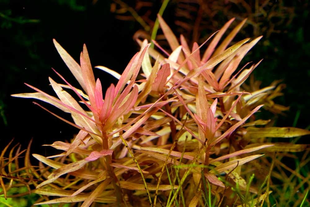 Ammannia Gracilis - Tropical Aquarium Plants - Oxygenating Plant Aquarium, Fish Tank, Live Plants for aquascaping, Tropical Aquatic Plants.