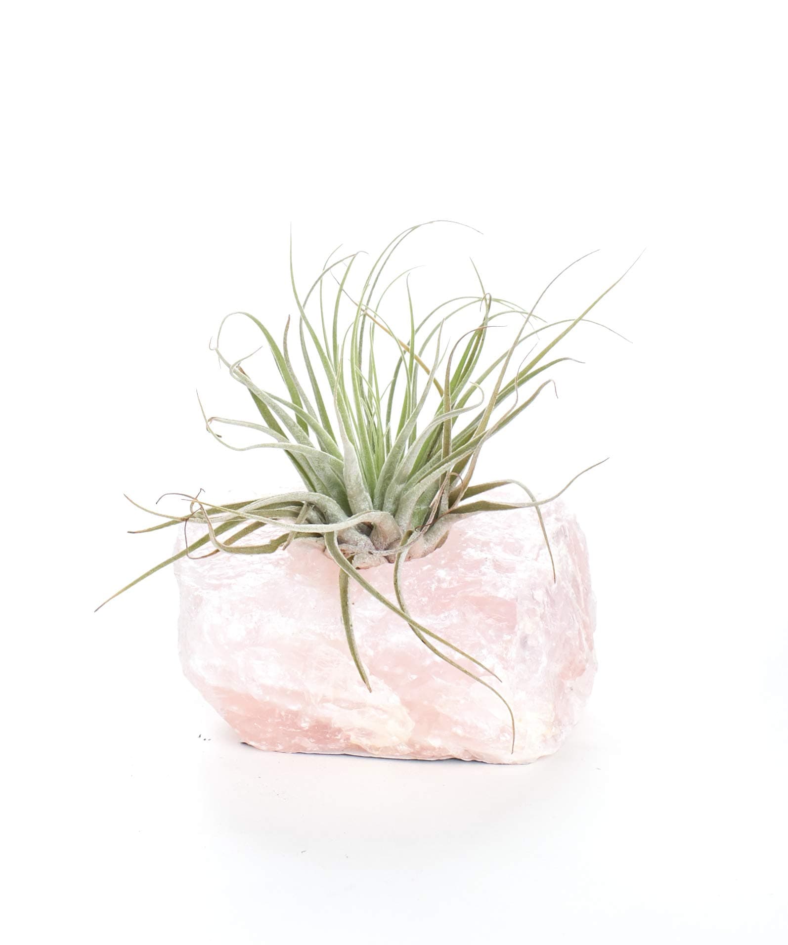 Shop Succulents Rose Quartz Crystal Holder with Hand-Selected Live Air Plant, Perfect as a Gift or Home Décor, Approx 4" x 2.5", Natural