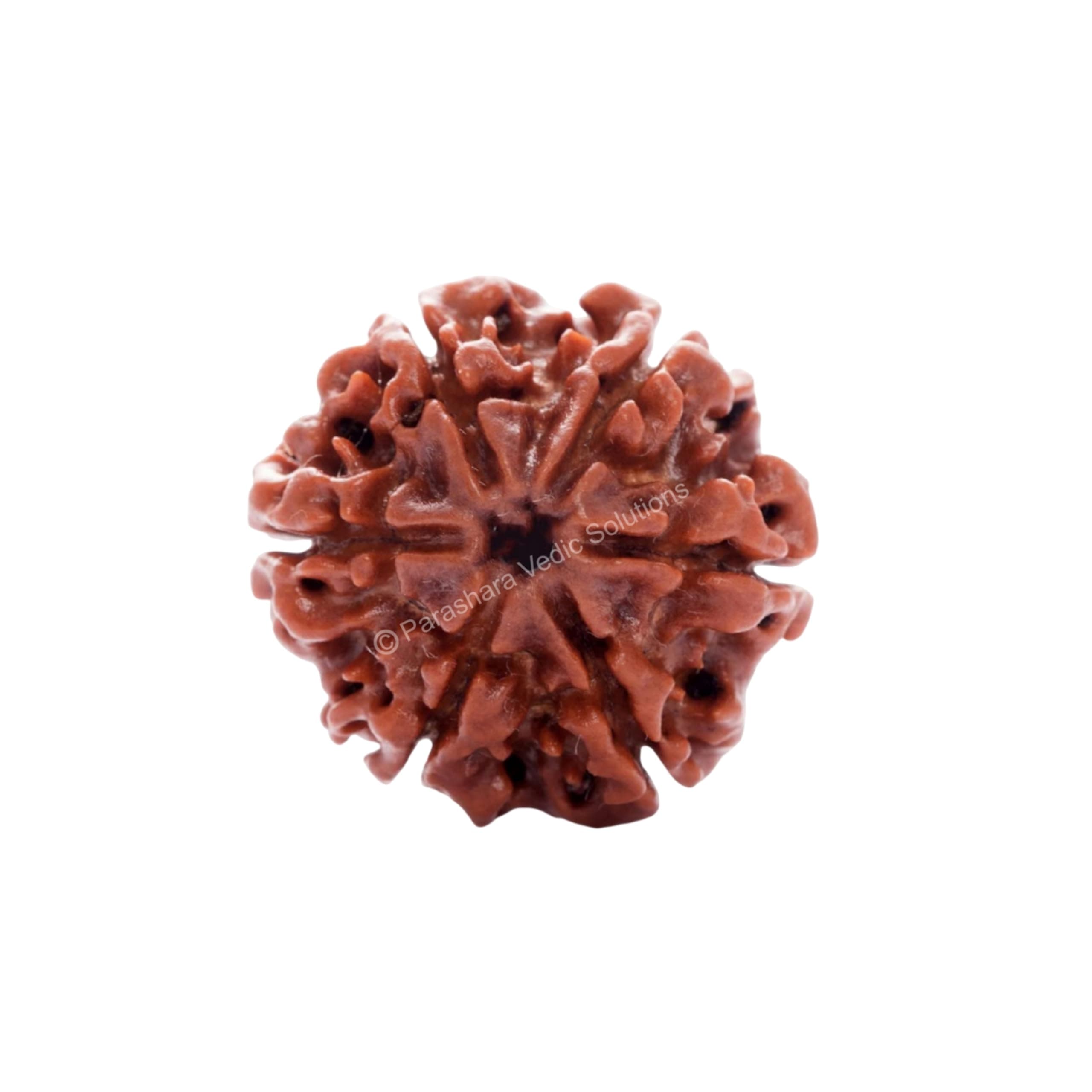 Six Mukhi Rudraksha Certified/Original Nepali 6 Mukhi Rudraksh/Natural 6 faced Rudraksha (Brown) with Certificate and Puja Instructions