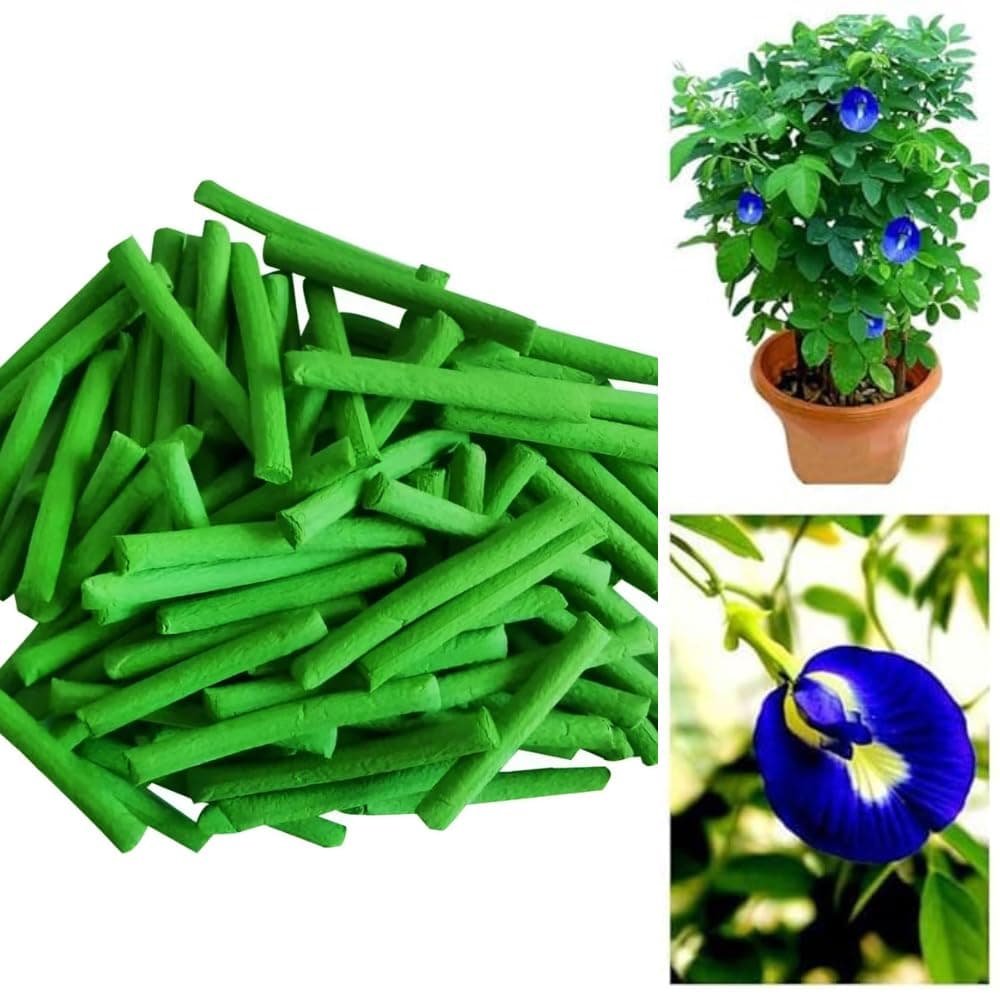 Real Live Blue Aparajita Medicinal Flower Asian Herbal Plants With Pot Natural Fertilizer for Indoor & Outdoor Plants,Healthy Flower Food (Blue Aparajita)