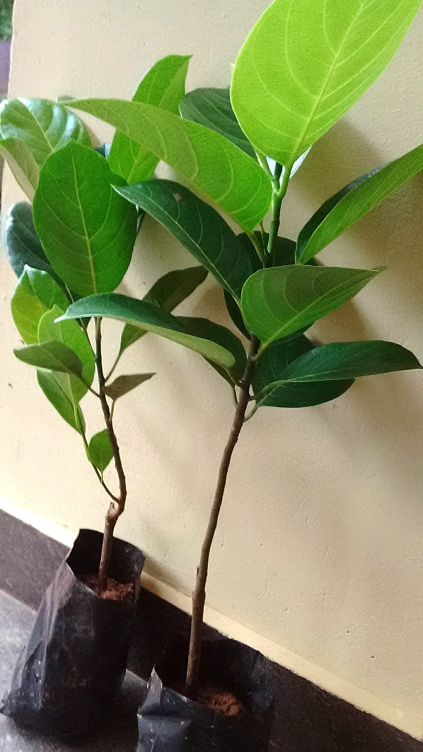 Live Jackfruit - Kathal Hybrid Plant I Fruit comes Under 18 to 24 Months