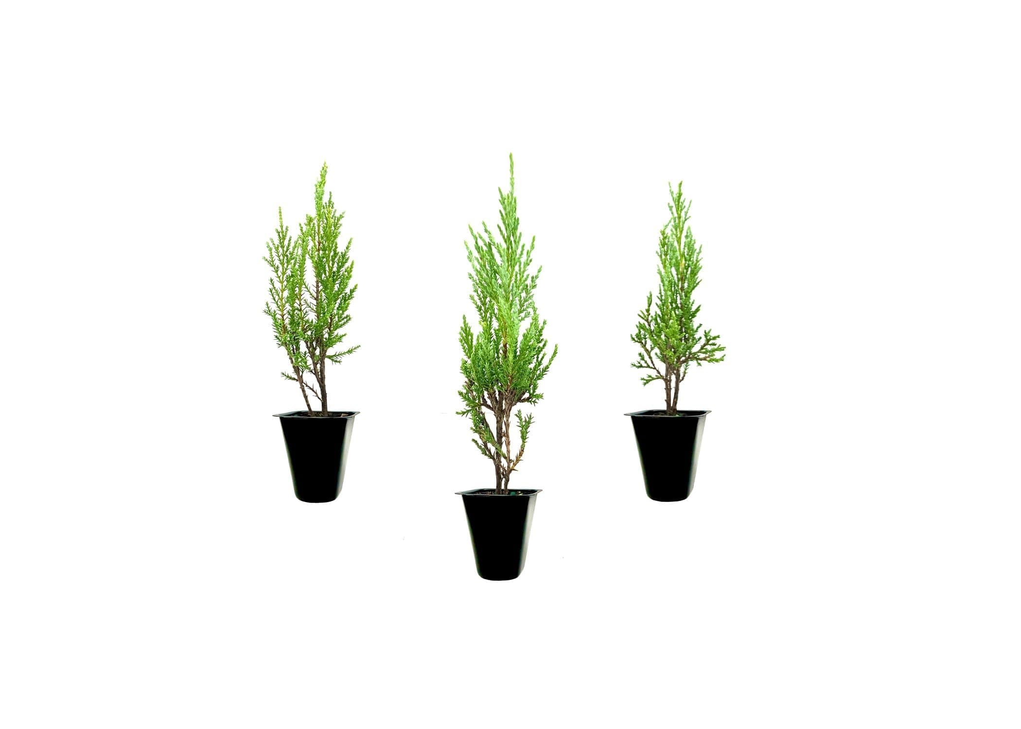 Medora Juniper | 3 Live Plants | Perfect for Year-Round Landscaping, Privacy Screening, and Low Water Environments, Drought-Tolerant