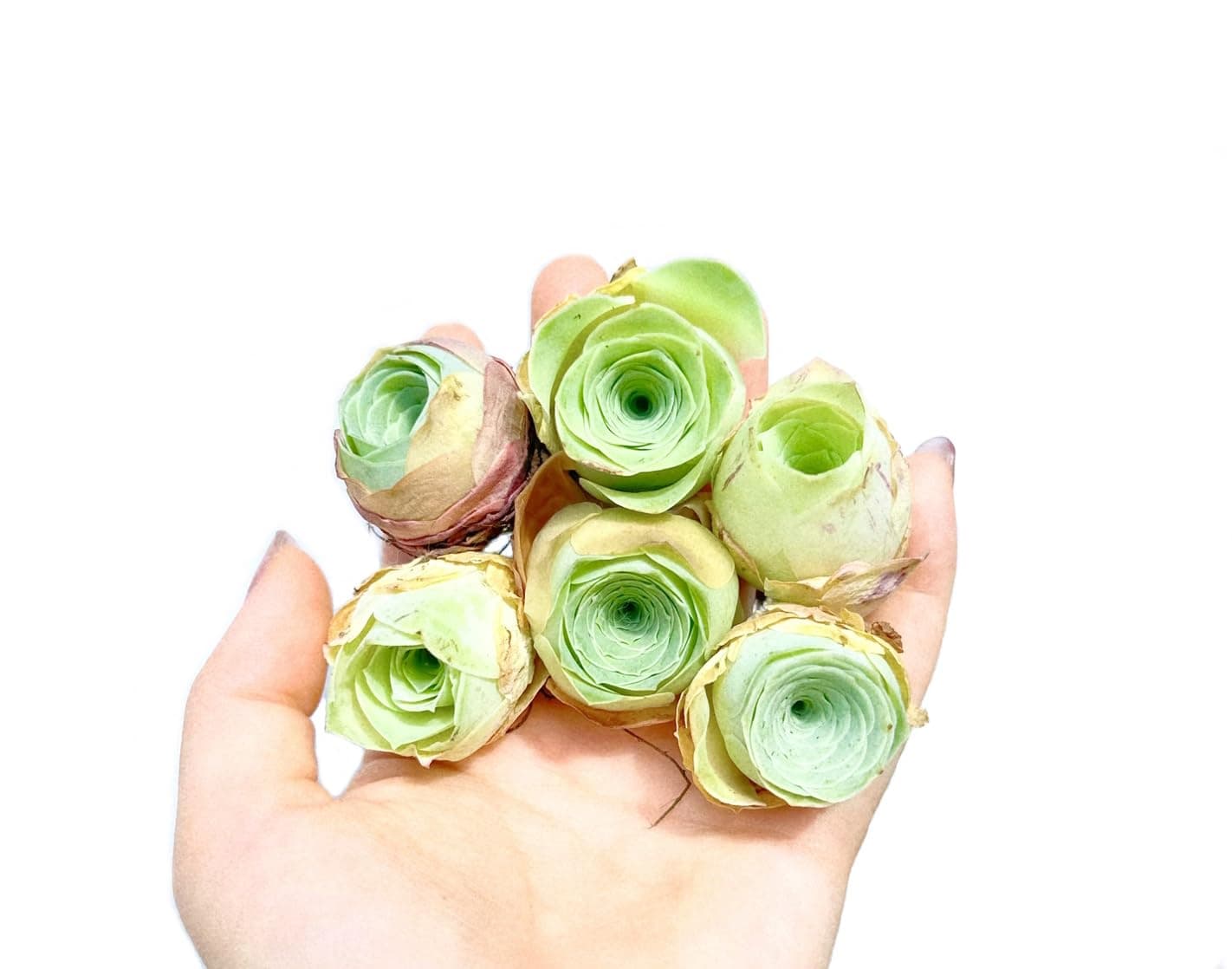 Two Greenovia Mix - Mountain Rose - Live Exotic Succulent Plant - Pack of 2 (Small)