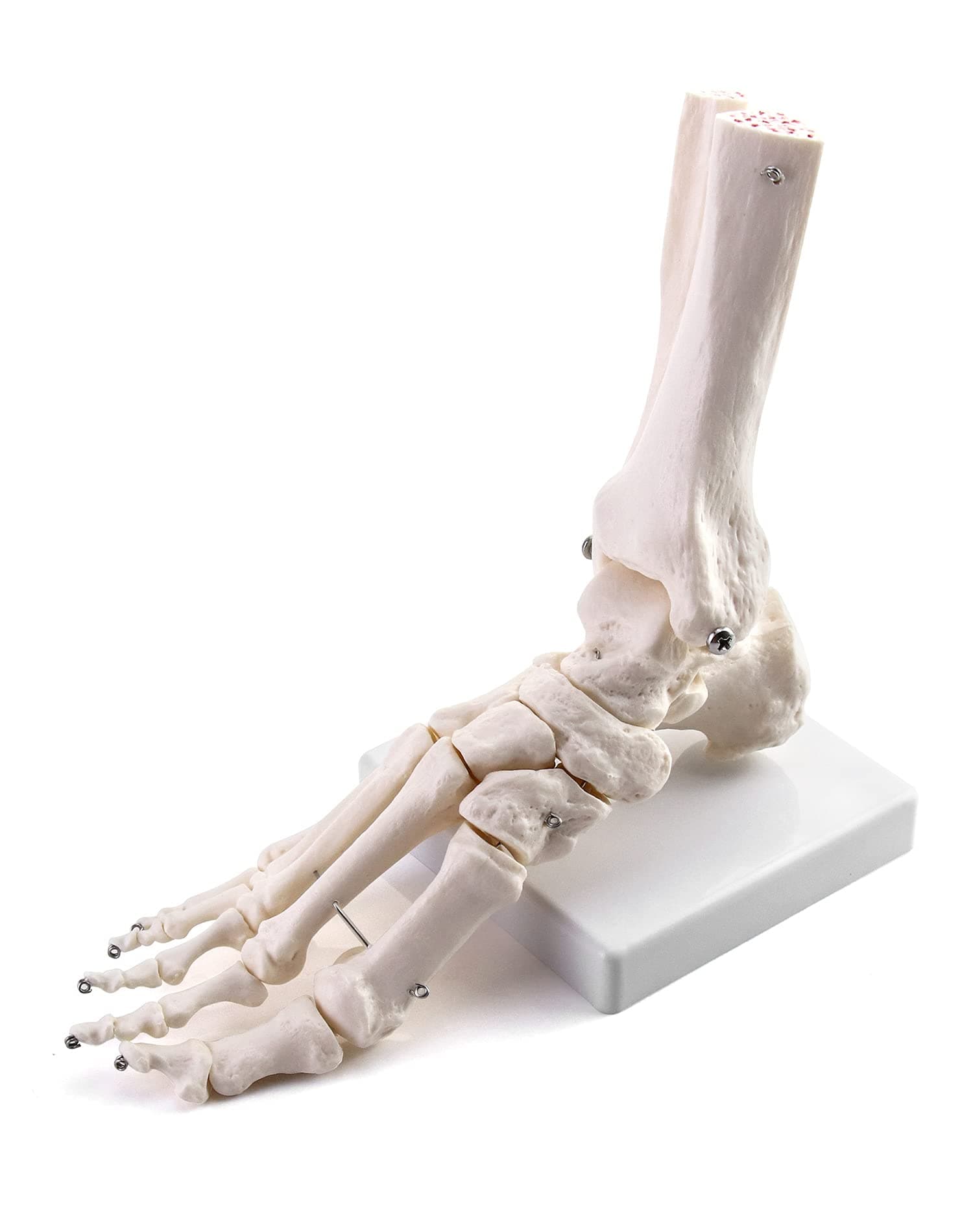 QWORK® Human Foot Joint Skeleton Model, Medical Anatomy Foot and Ankle Model Fully Articulated for Medical Study & Science Classroom
