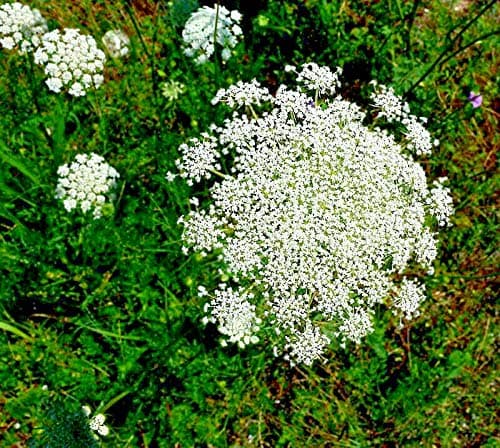 Queen Anne's LACE 1020 Seeds, Wild Carrot, DAUCUS CAROTA, White Flowers,Bulk