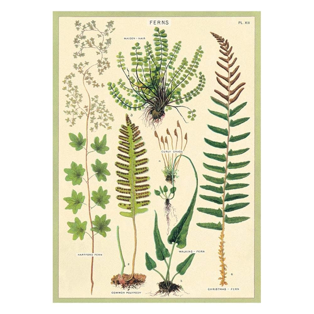 Cavallini Wrap Poster Ferns 20 x 28 Inches