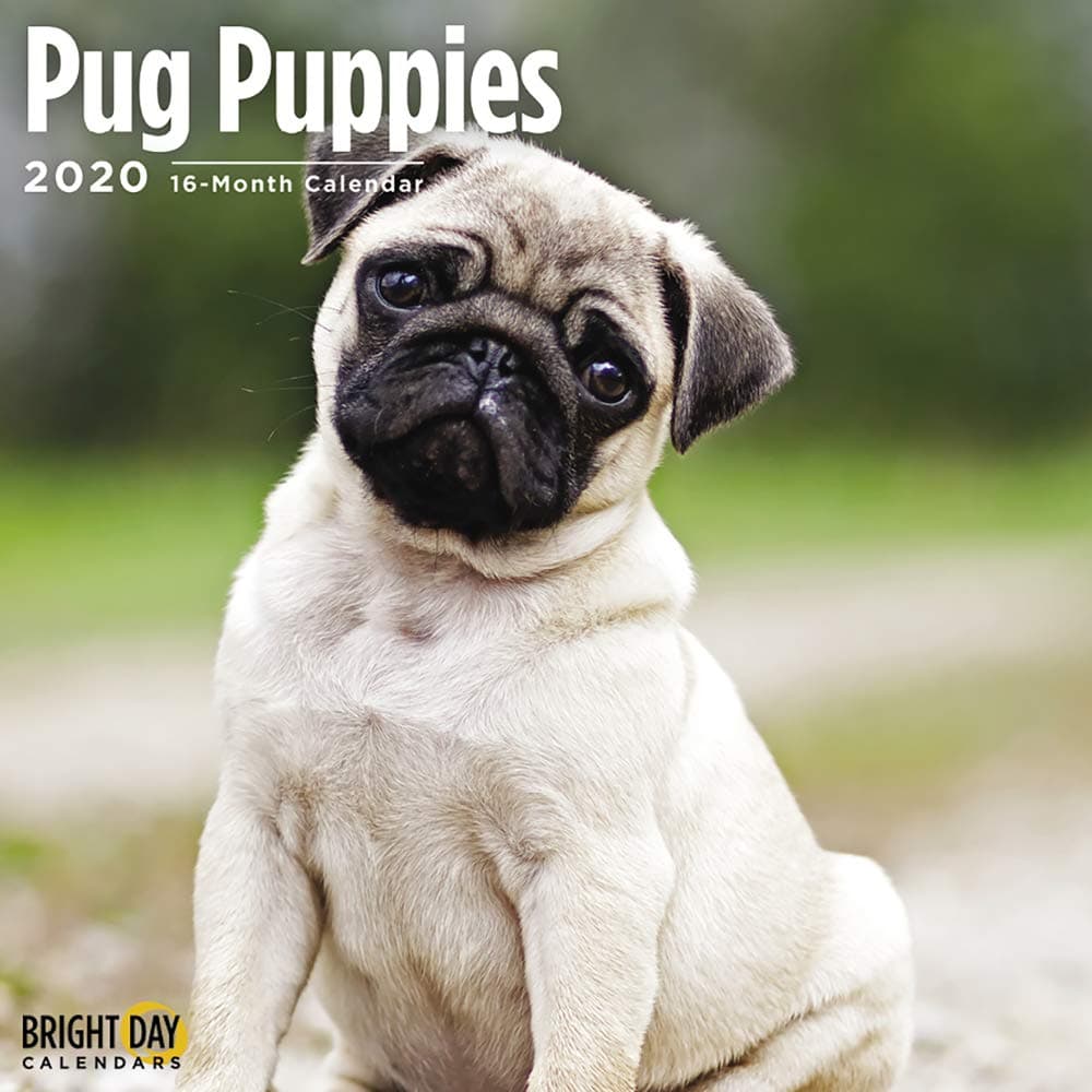 unp 2020 Pug Puppies Wall Calendar by Bright Day, 16 Month 12 x 12 Inch, Cute Dogs Puppy Animals Adorable Canine