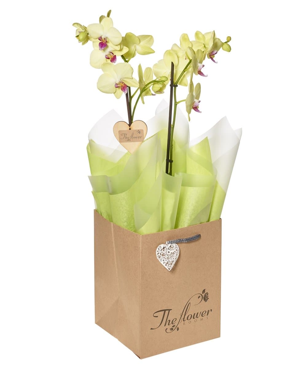 Guaranteed Pre Christmas Delivery - The Flower Rooms - Phalenopsis Orchid Gift - Flower Gift