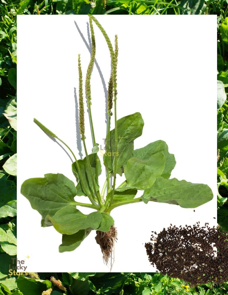 1500 Broadleaf Plantain Seeds - Cay Ma De - (Plantago Major) Organic Medical Plant Seed | Non GMO | Organic | Heirloom