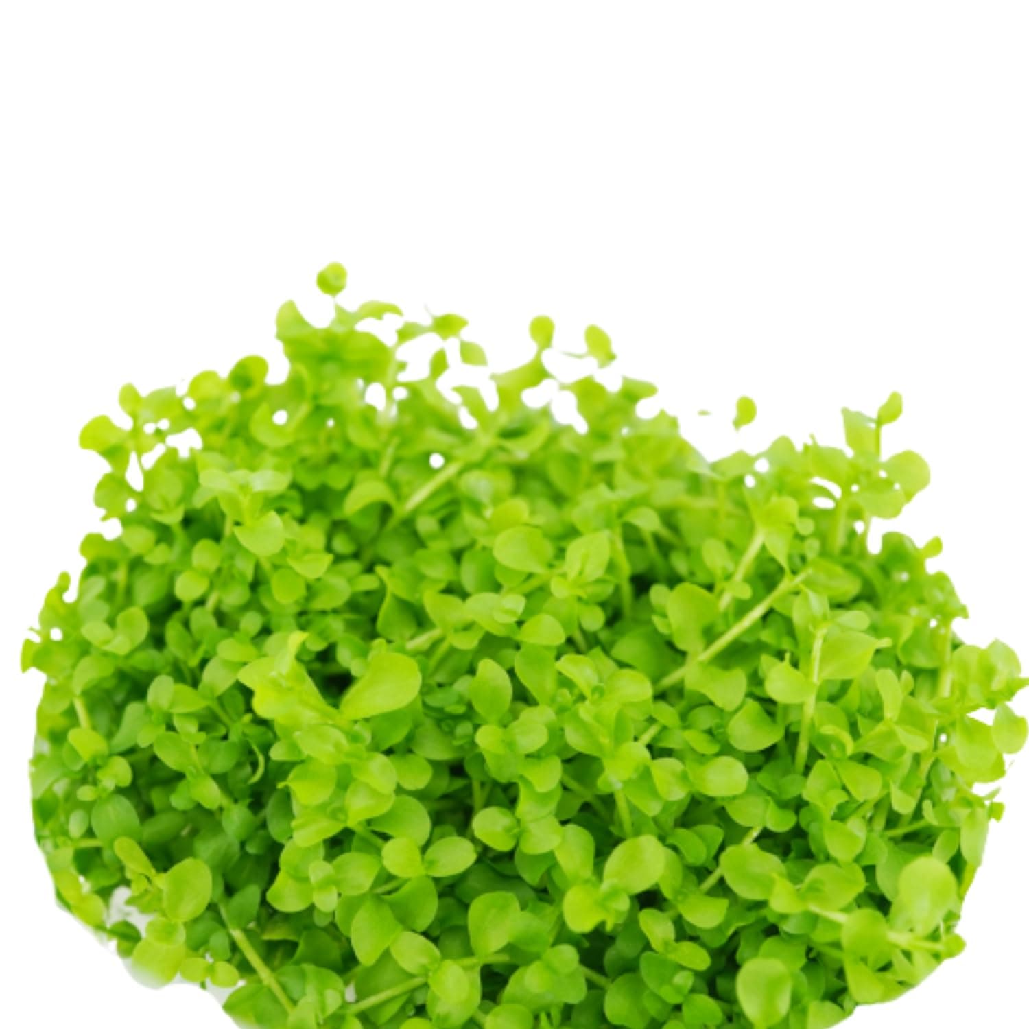 Micranthemum Monte Carlo Compact Tissue Culture Vitro Cup Freshwater Carpet Live Aquarium Plants Decoration BUY2GET1FREE