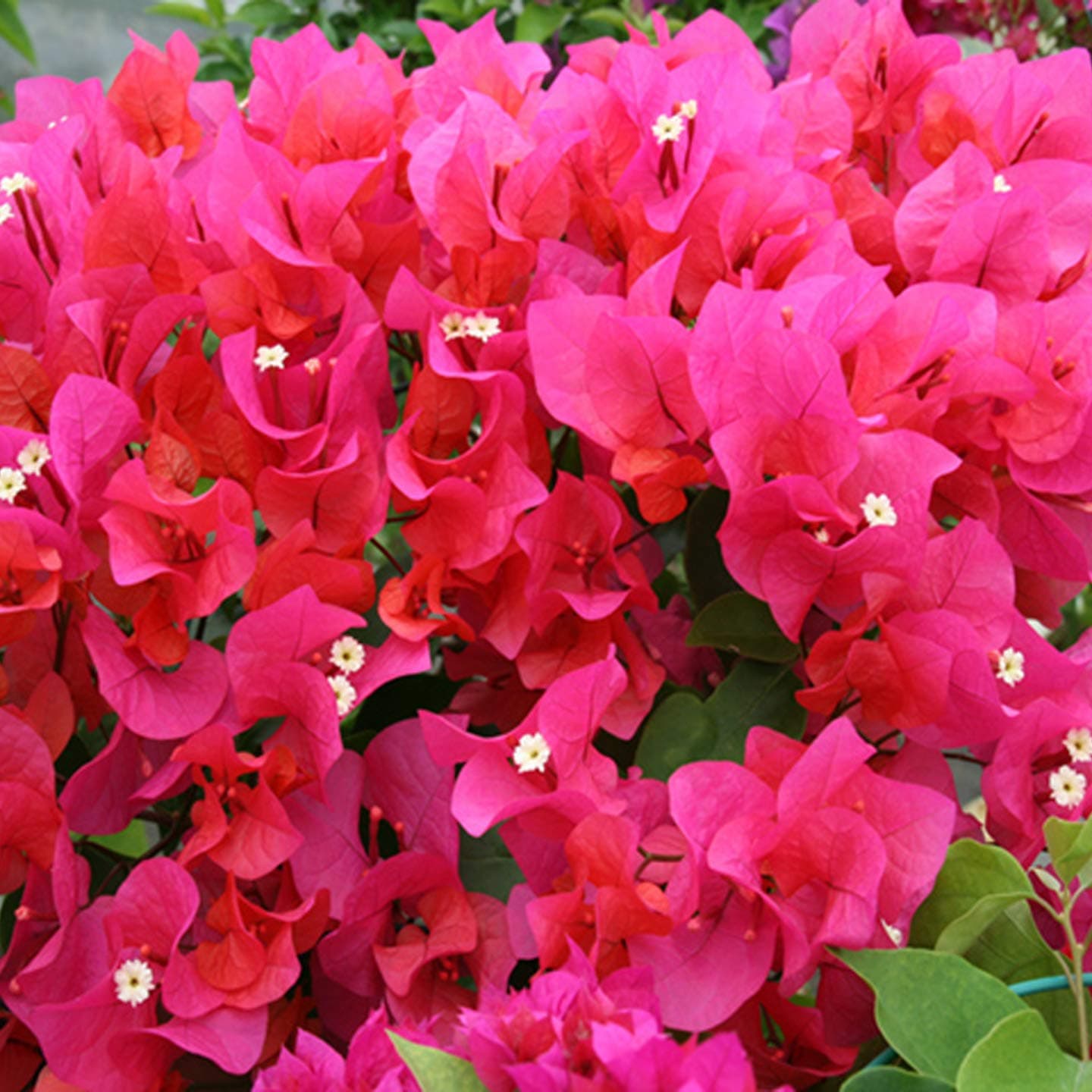 PlantaZee Go4plants Rare Climbing pink Bougainvillea Live Double Flower Plant with pot