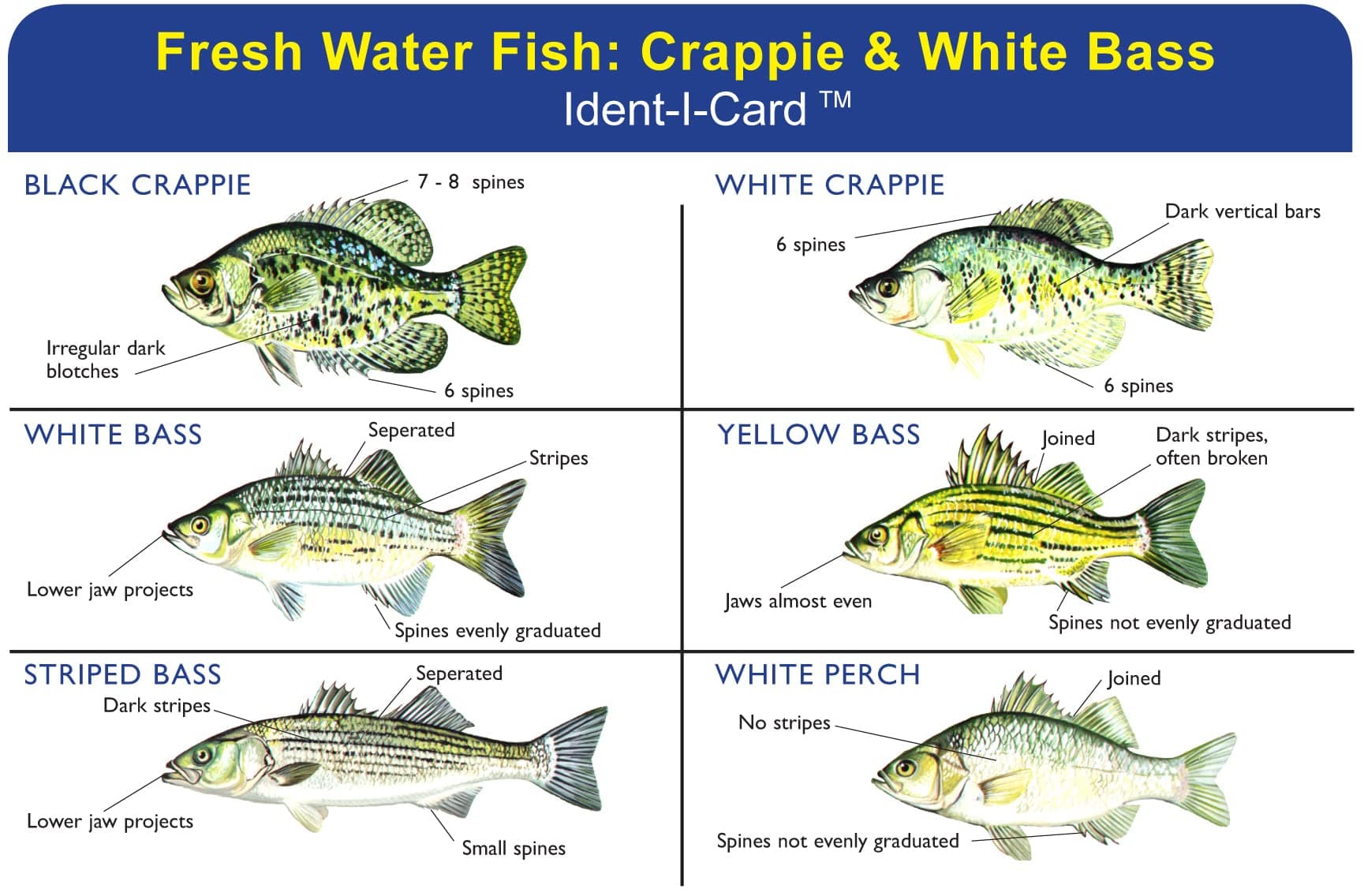 Crappie & White Bass Ident-I-Card - Freshwater Fish Identification Card