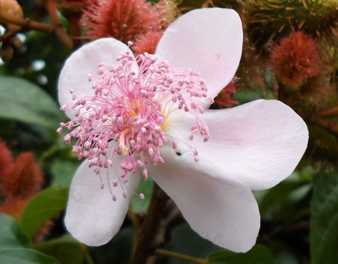 Bixa Orellana Achiote Annatto Paprika Annatto 20_seeds