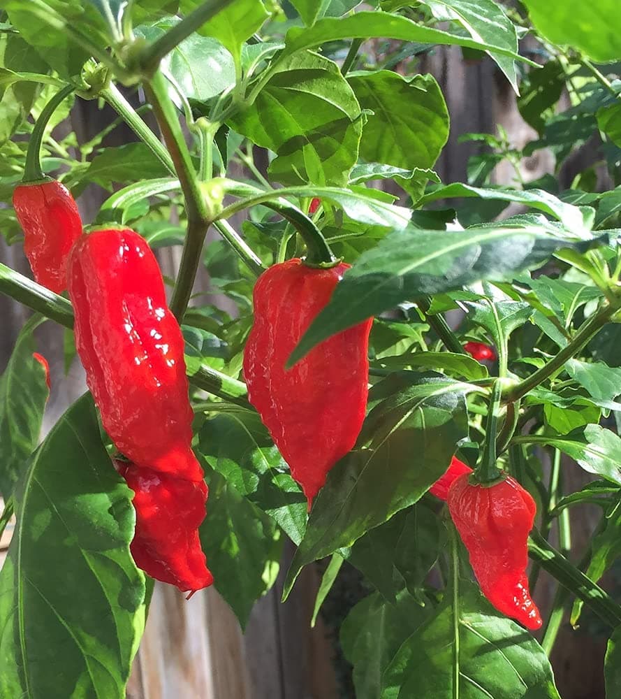 Golden Hills Farm hybrid NAGA Chilli Ghost Pepper World Hottest Chilli 40+ seeds