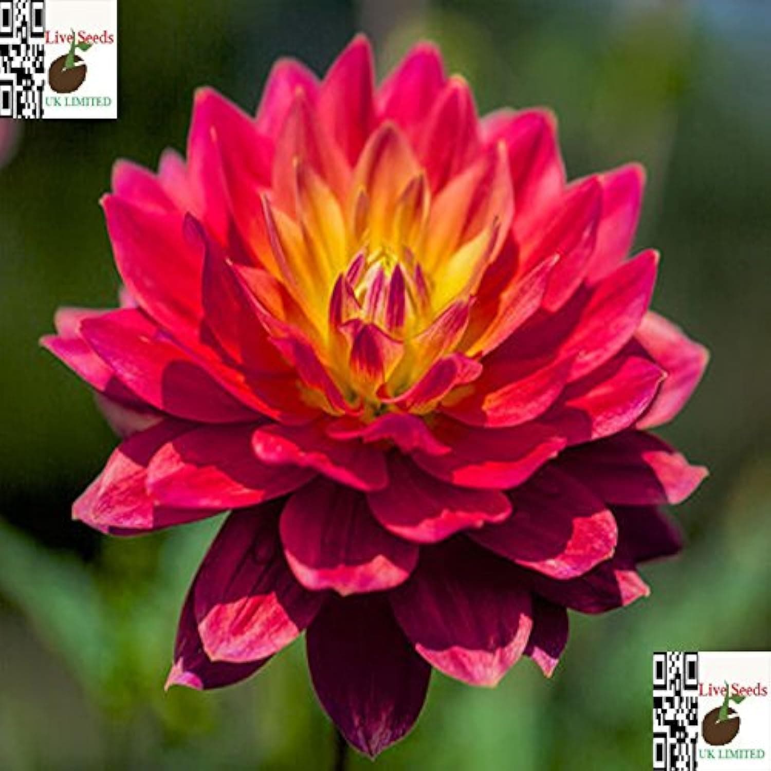 De Ree Lobelia Seeds