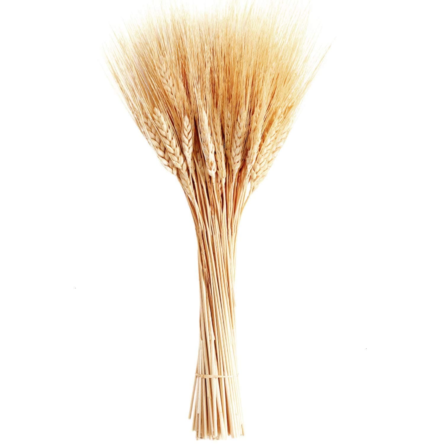 June Fox Dried Wheat Stalks, 100 Stems Wheat Sheaves for Decorating Wedding Table Home Kitchen (15.7 Inches)