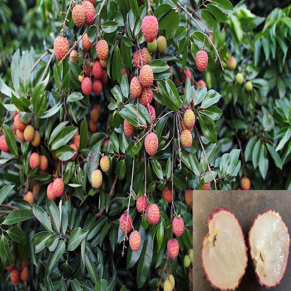 HAPING Litchi Early Seedless Variety Lychee Fruit (Air layered/Grafted) Live Plants & Tree(1-1.5 Ft Size)