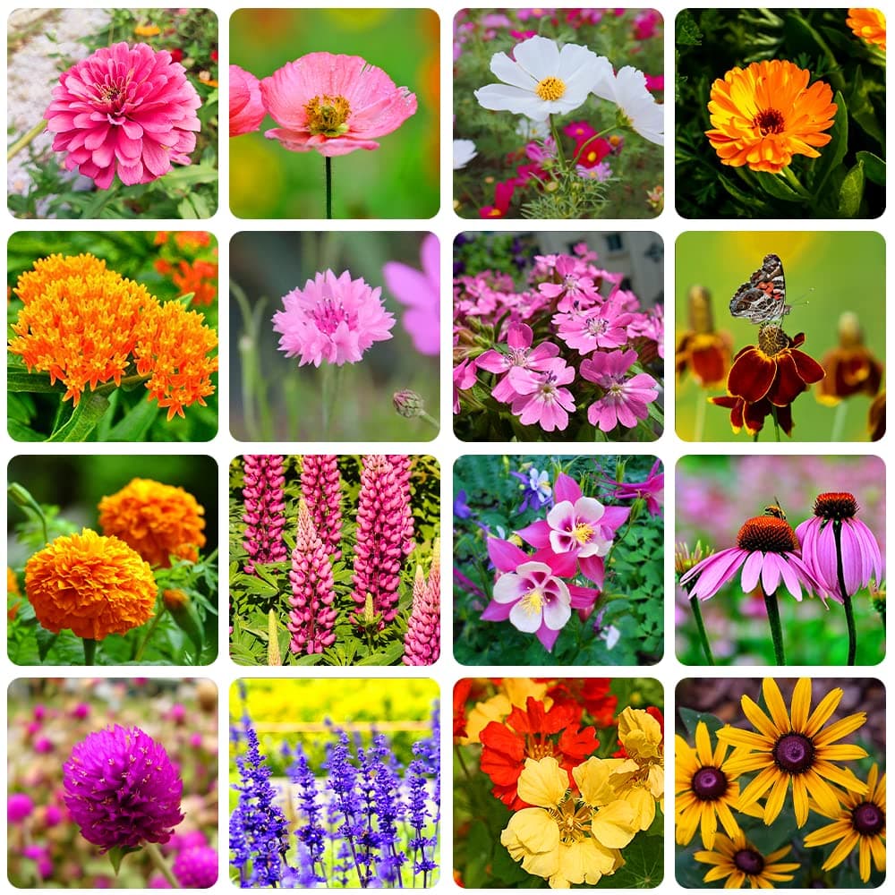10000+ Perennial Mix Wildflower Seeds 16 Assorted of Heirloom Flower -1oz Zinnia Poppy Crimson Clover Milkweed Lupine Marigold Mexican Hat Sage Nasturtium
