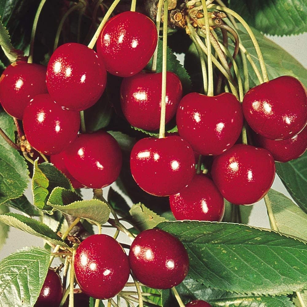 Healthy Vibe Live Plant Sweet Red Cherry Fruit Barbados Plants Outdoor for Home Garden (1 Healthy Live Fruit Plant)