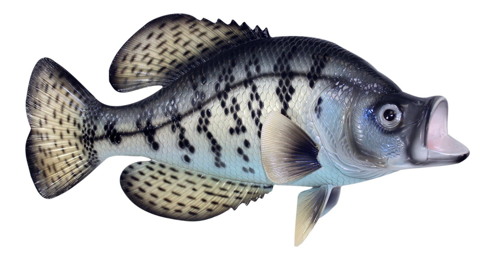Fishermans Dream Black Crappie Fresh Water Fish 14 Inch Resin Wall Decor Plaque