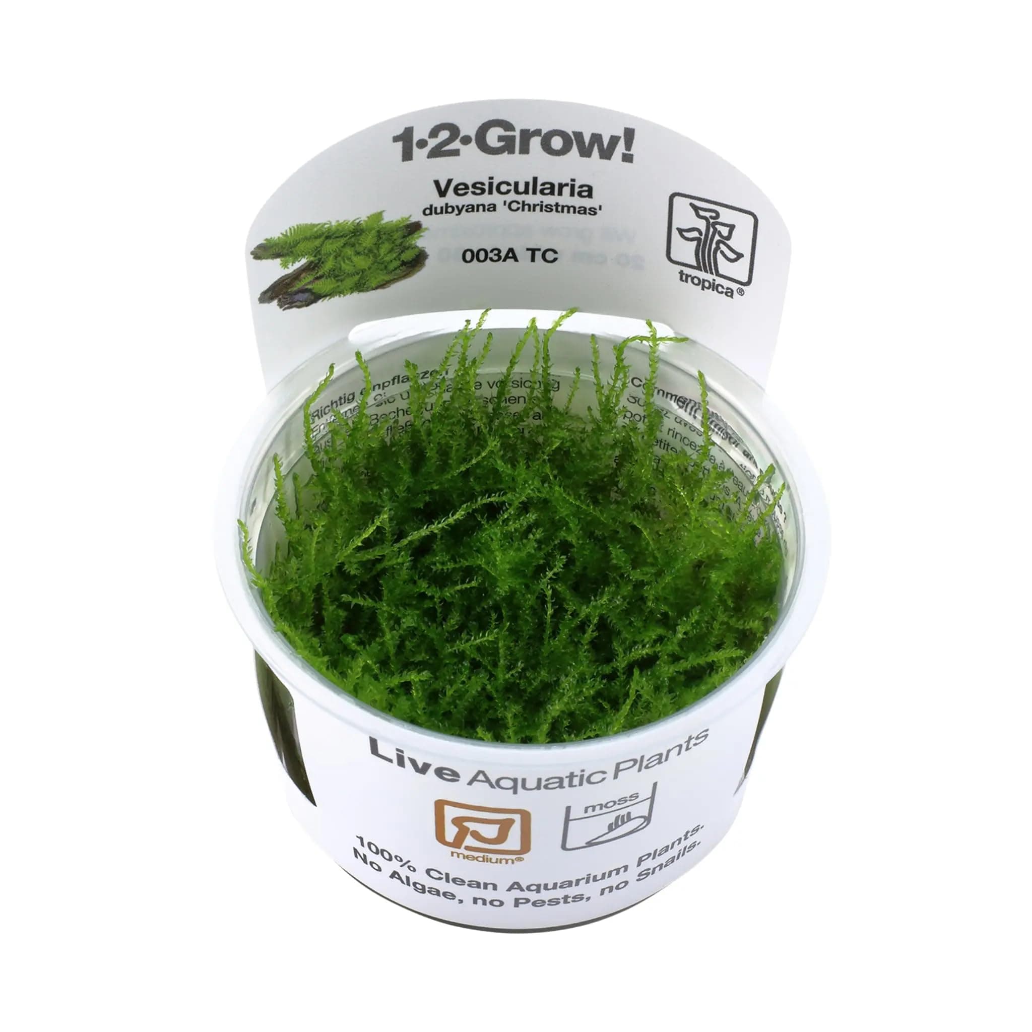 Tropica Vesicularia dubyana 'Christmas' 1-2-GROW!