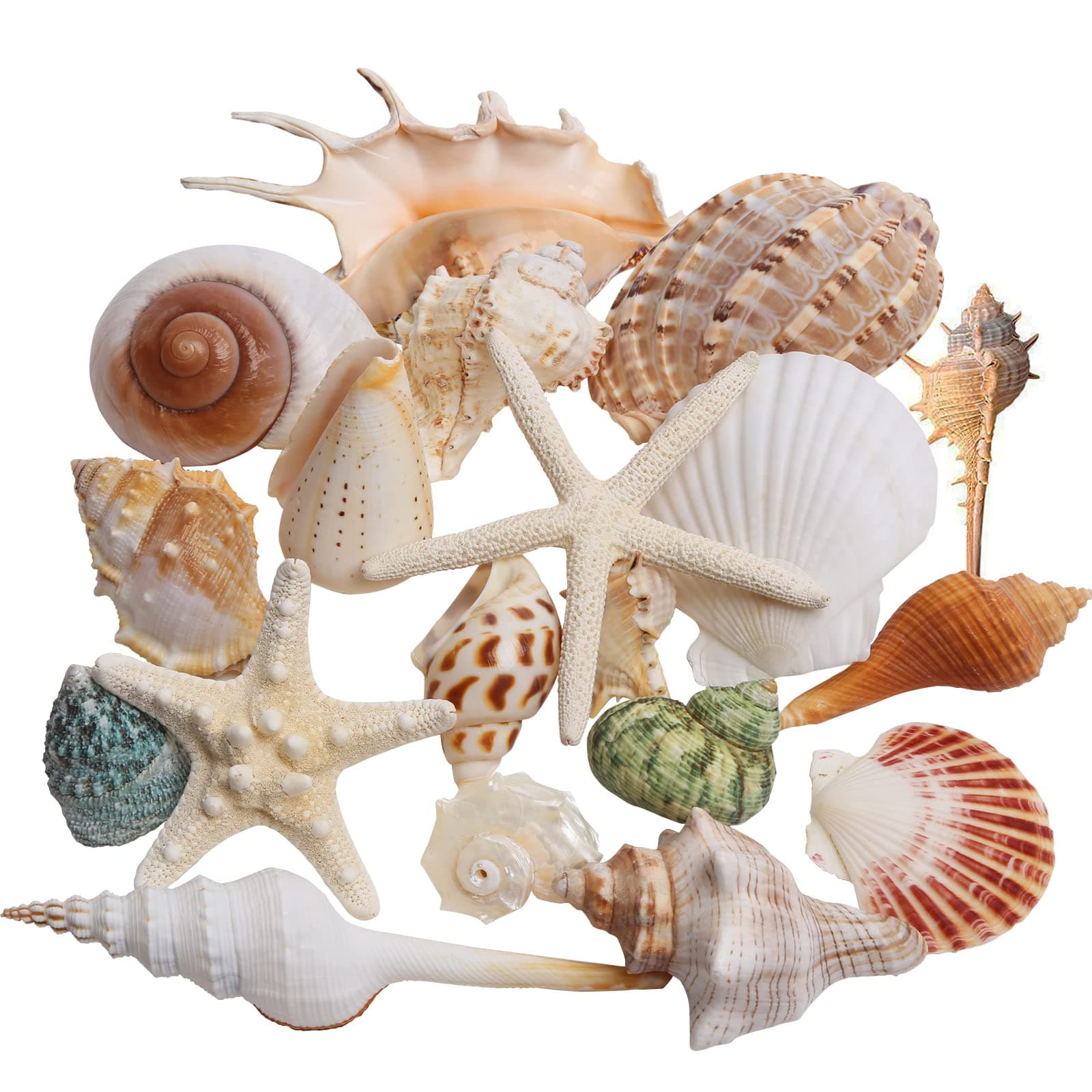 JQAQJU Sea Shells Mixed Beach Seashells 20 Kinds, 1.5"-5.5" Various Sizes Large Ocean Shells Conch 2 Kinds Natural Starfish for Decorating Beach Theme Party Fish Tank Filling Home Decor Wedding