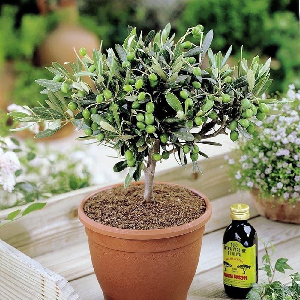 Olivia Europeana Olive Tree - Small but Mature with Thick stem - Ideal Small Gift