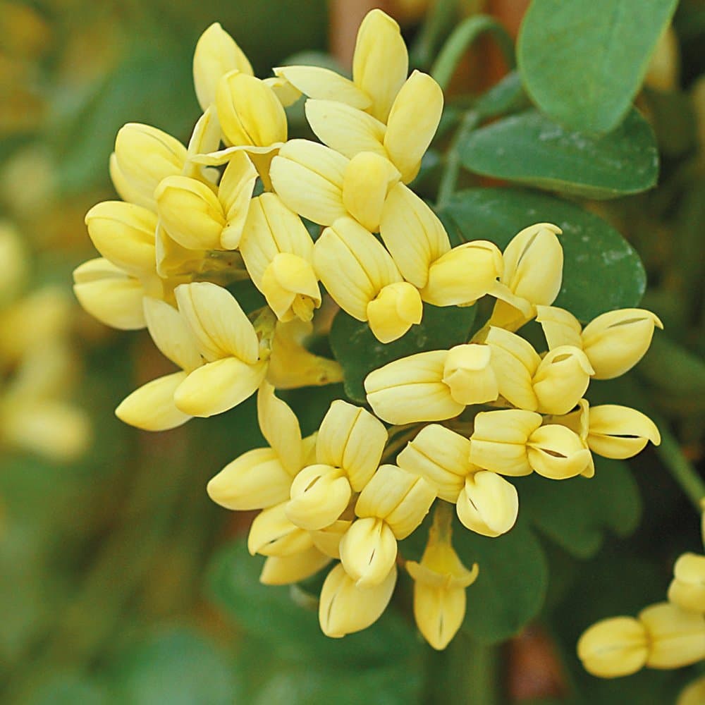 Yellow Winter Flowers Coronilla Hardy Outdoor Evergreen Shrub Producing Scented Blooms, Ideal for Small Coastal Gardens & Rockeries, 1 x Coronilla Glauca Citrina in 9cm Pot by Thompson & Morgan