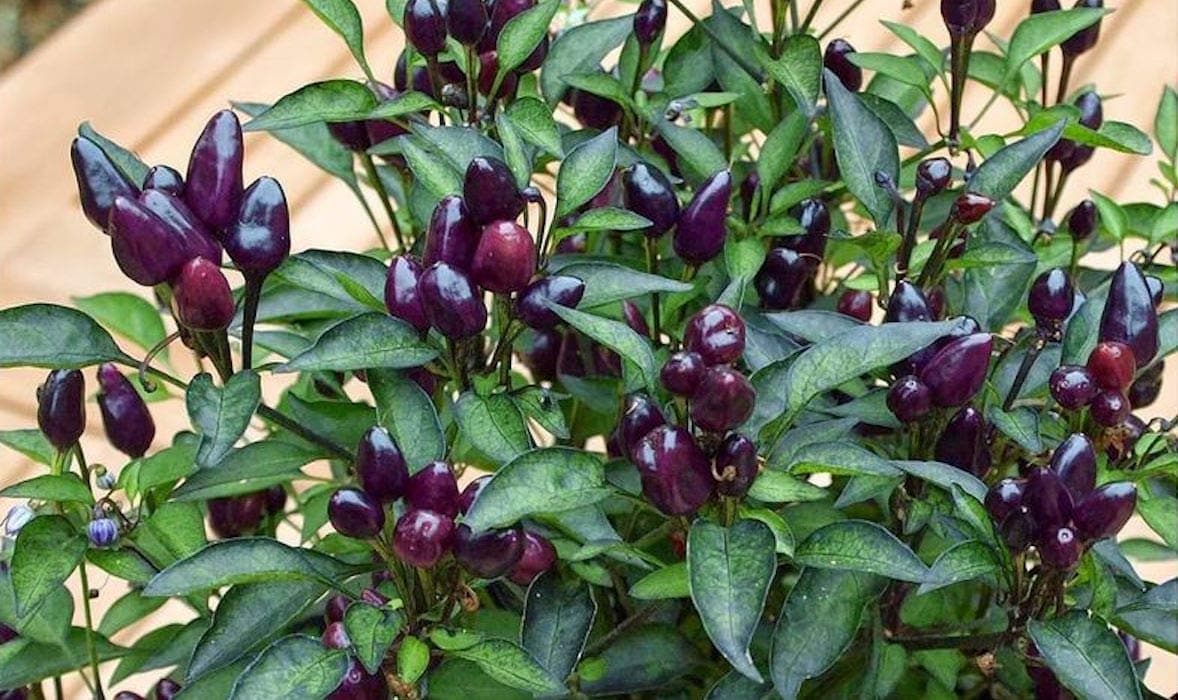 Golden Hills Farm Black Prince Chilli Pepper Seeds 100 seeds