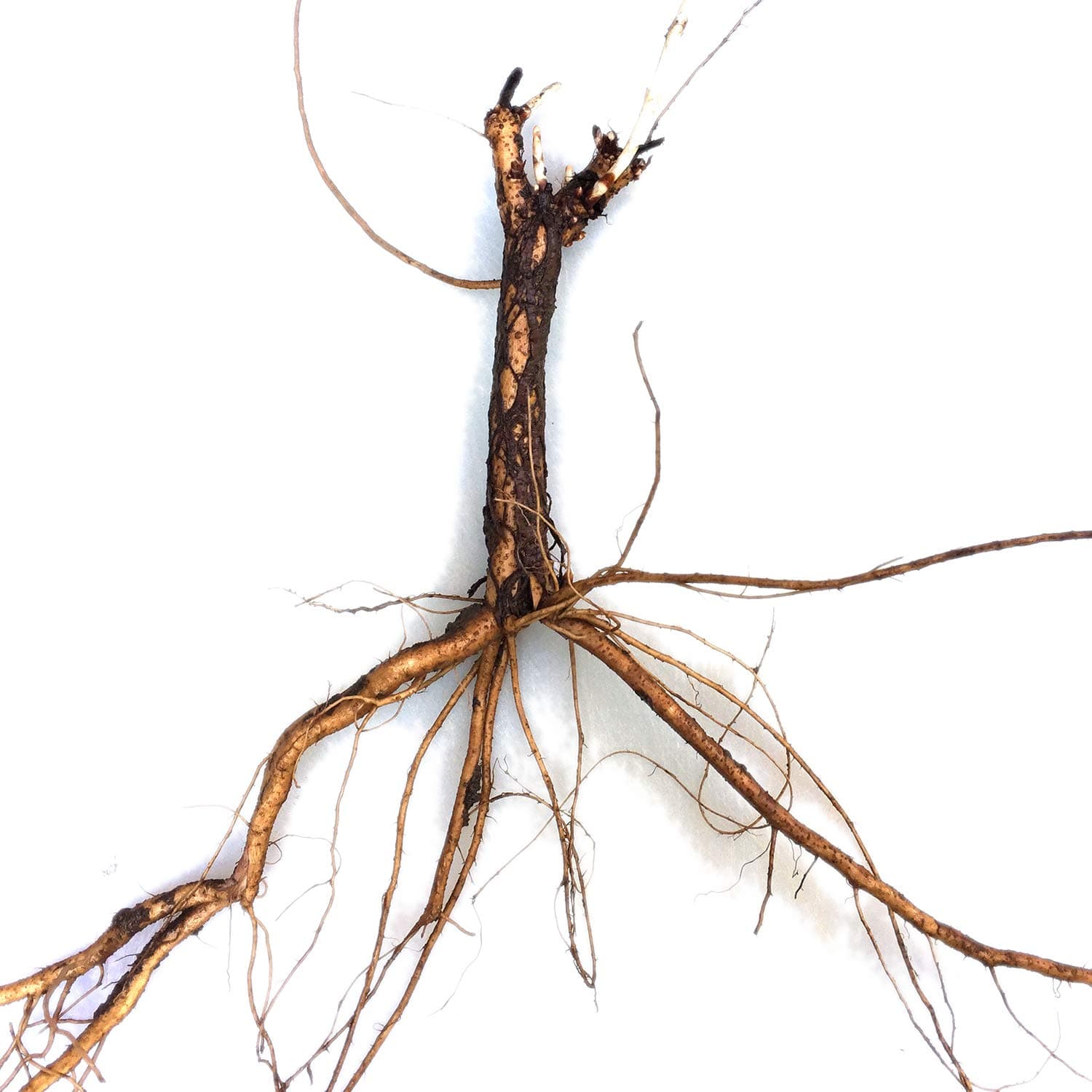 Fuggle Hop Rhizome 2nd-Year Rooted Plant Start