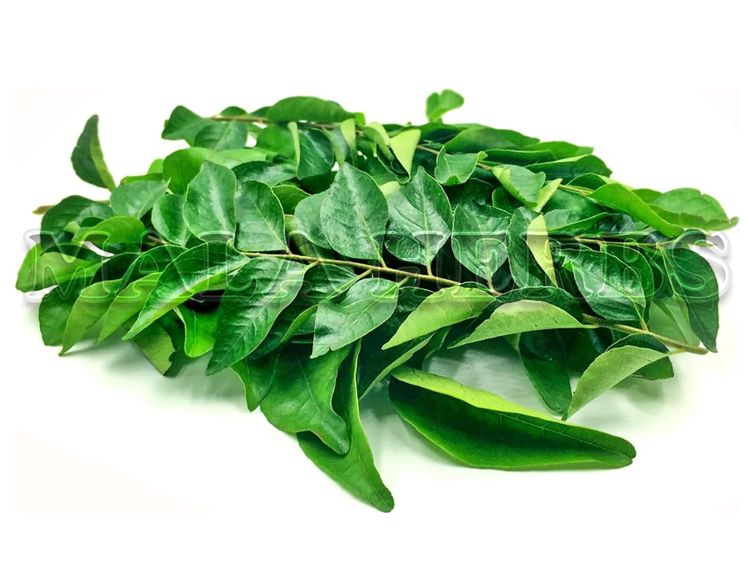 MALA FOODS Curry Leaves Powder -200 Gms/Karuveppilai Powder/Kadi Patta Powder/Karibevu Powder For Hair&Eating-200 Gms