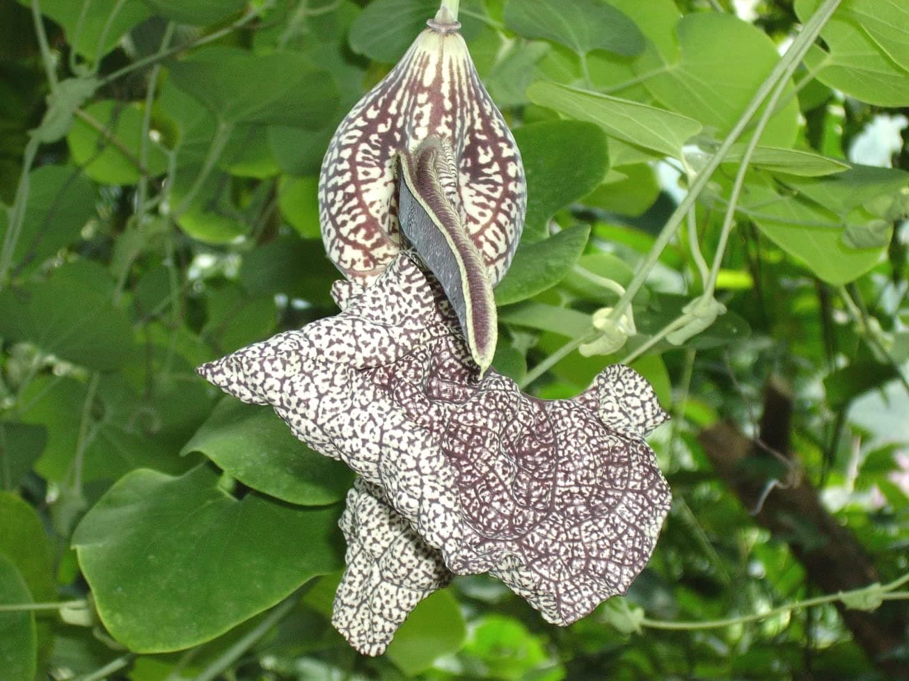 Plantzoin Birthwort Pipevine Aristolochia labiata Hansuli Live Plant