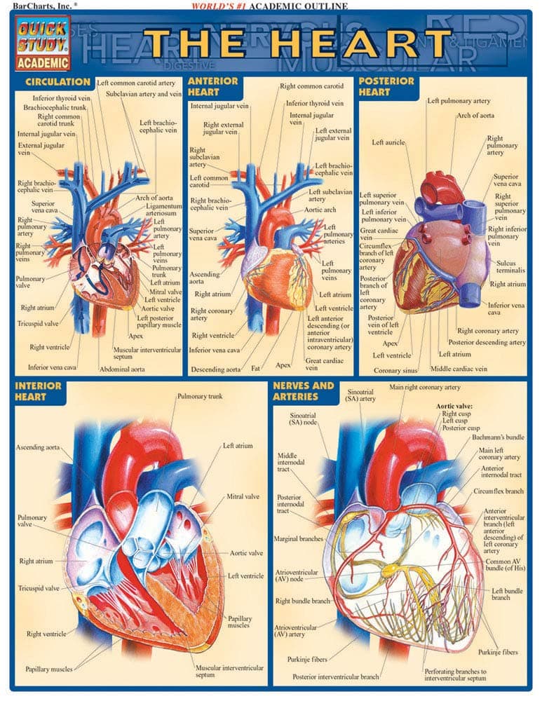 Heart: QuickStudy Laminated Reference Guide (Quick Study Academic)