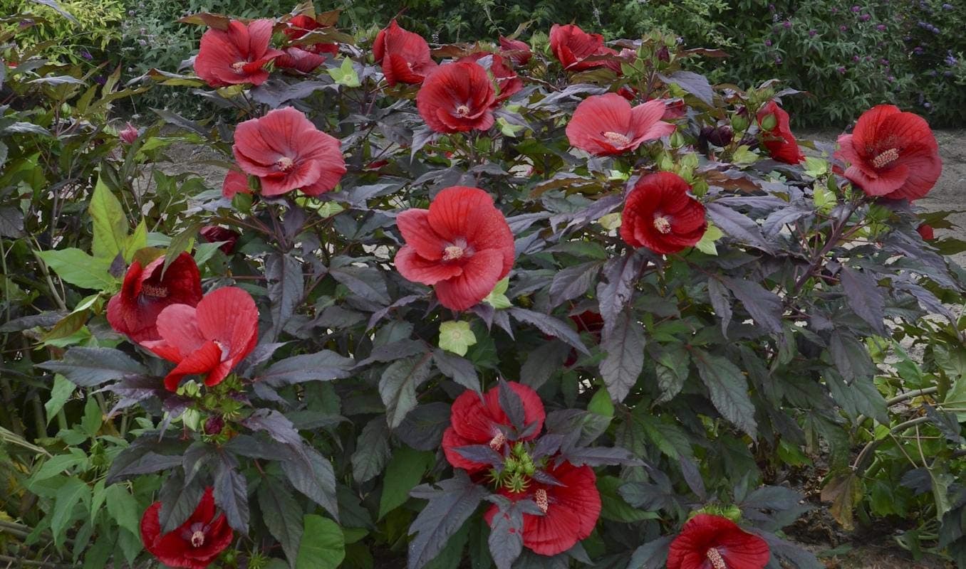 Starter Plant - Bush Hibiscus Plant Midnight Marvel Hardy Perennial – AA03