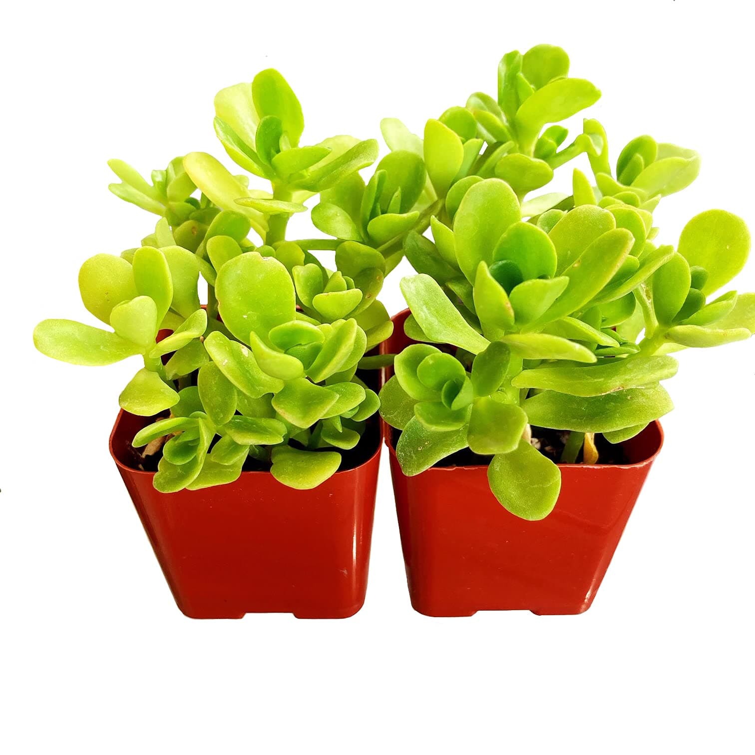 Cal Summer Garden Two Sedum Confusum 2 Inch pots Ground Cover Stonecrop Succulents