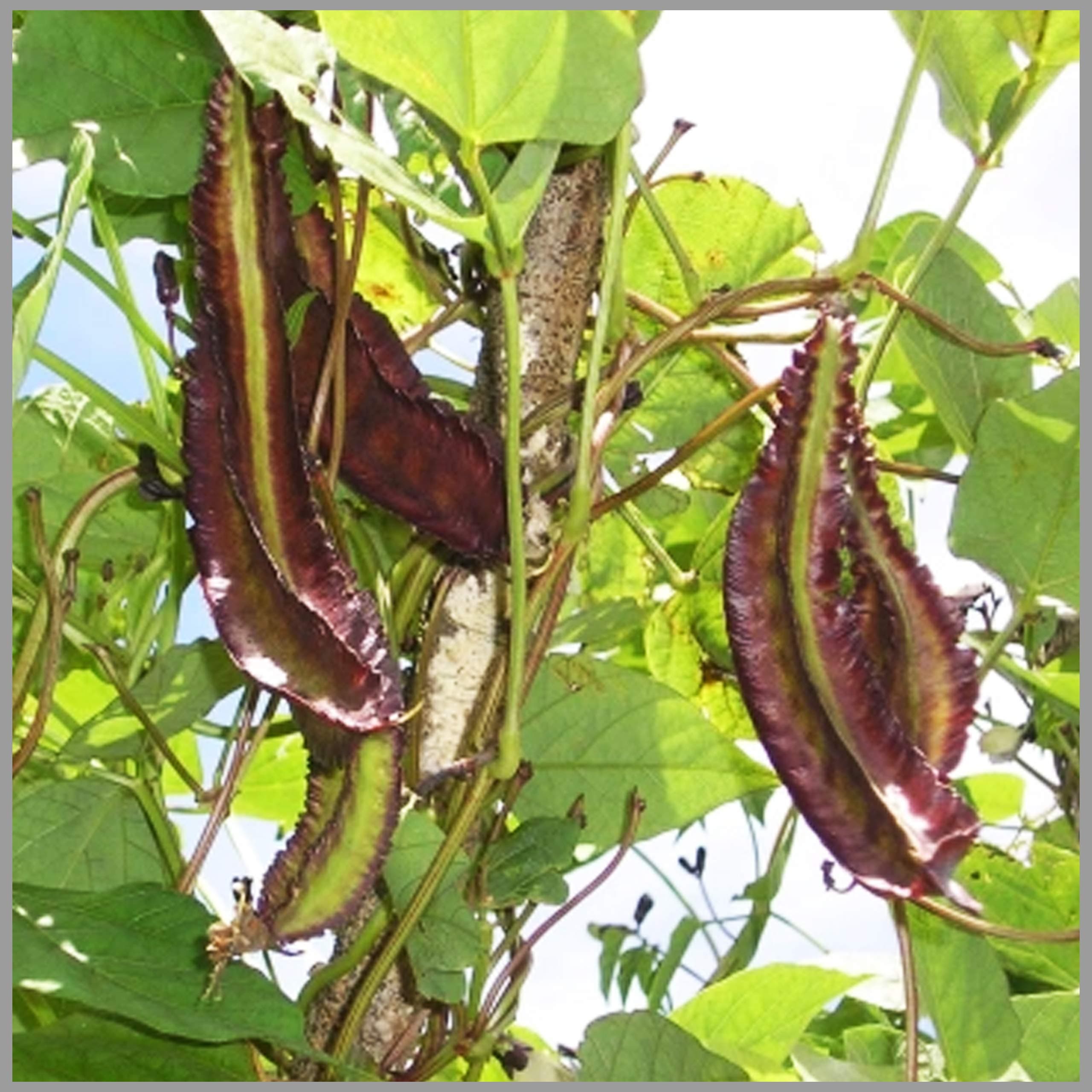 Winged Bean Purple (Psophocarpus tetragonolobus) / Goa bean/Manila bean/princess bean/Asparagus bean/Dragon bean (Pack of 10 Seeds)- GardenHunt