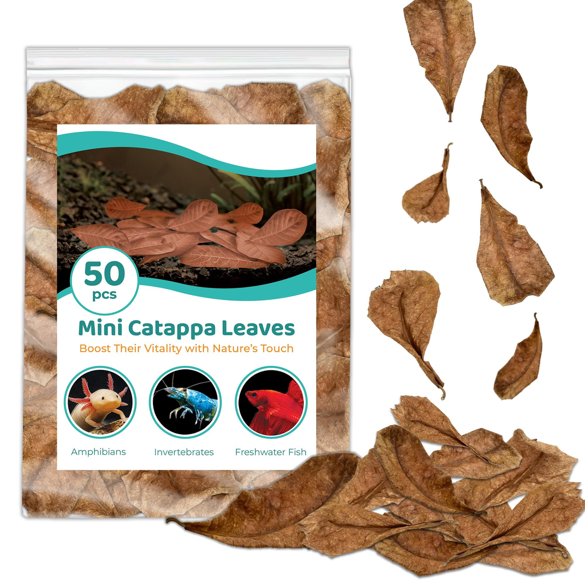Shrimp Indian Almond Catappa Leaves, Provide Shelter and Food in Fish Aquarium Tank, Additional Source, Perfect for Breeding and Hiding (Mini (2", 50 Leaves))